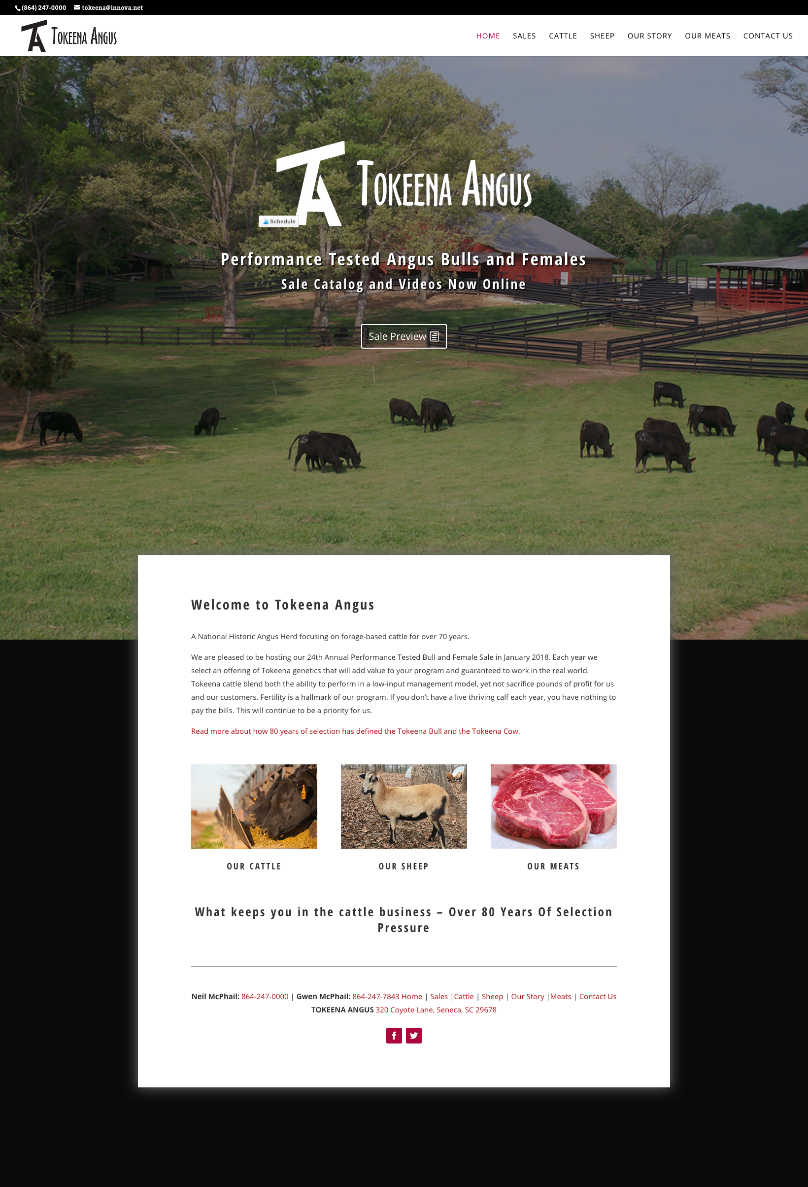 Tokeenaangus tokeena angus website layout