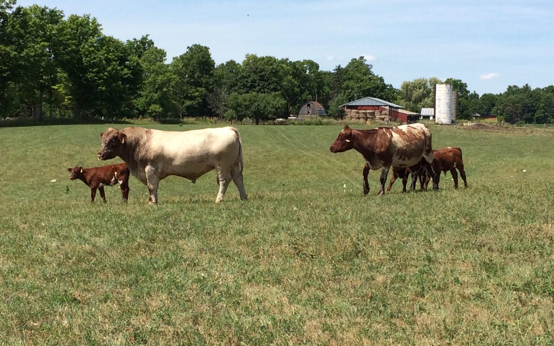 Michigan Shorthorn Association