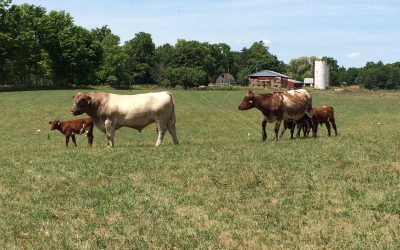Michigan Shorthorn Association