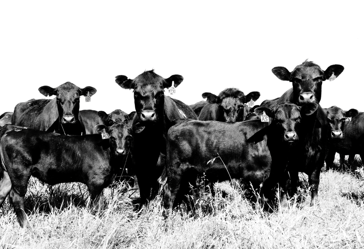 Top Tips for Effective Agribusiness Website Design