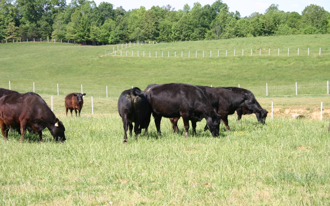 Brubaker Family Angus