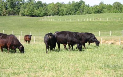 Brubaker Family Angus