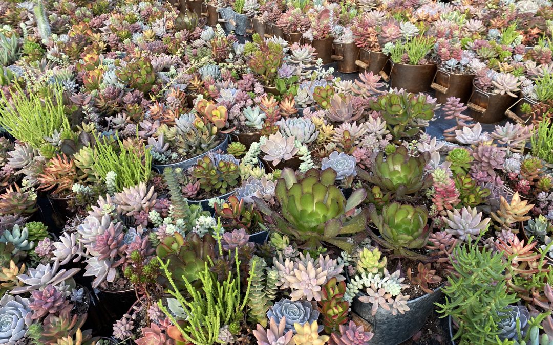 Harold Walters Nursery