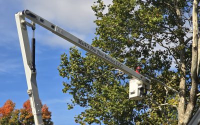 Mark’s Professional Tree Service